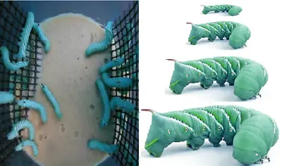 26+ Live Goliath Tomato Horn Worms Full Reptile Food Hornworm Habitat Cup • $13.99