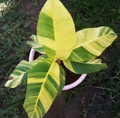 Yellow Variegated Musa Acuminata Banana Seeds - 12 Seeds • $18