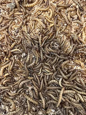 Live Superworms  1 To 2 Inches Organically Grown 50ct-1000ct  Free Shipping • $5.99