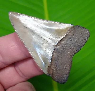 GREAT WHITE Shark Tooth - 2 & 1/4 In. * SERRATED  * REAL FOSSIL - SCRIVER FIND  • $119
