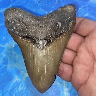 Megalodon Shark Tooth 4.95” Huge Teeth Meg Scuba Diver Direct Fossil Nc 2846 • $59