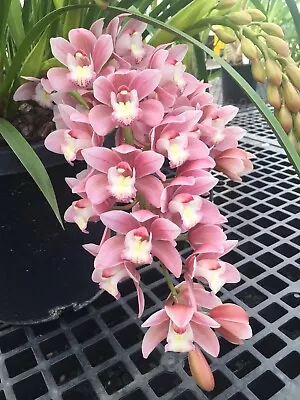 $85 • Buy Cymbidium Orchid - New Century 'Rosie' - 4 SPIKES