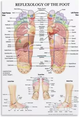Foot Reflexology Poster Foot Acupuncture Point Chart Plant Acupuncture Point  • $14.90