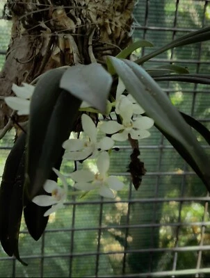 $149.95 • Buy Australian Native Orchid Sarcochilus Falcatus (orange Blossom)(Large Specimen)