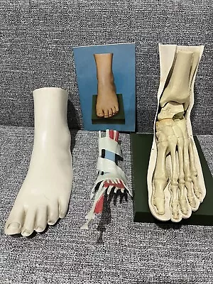 1970’s Medical Model Anatomical Foot Merck Sharp Dohme Indocin Pharmaceutical • $75