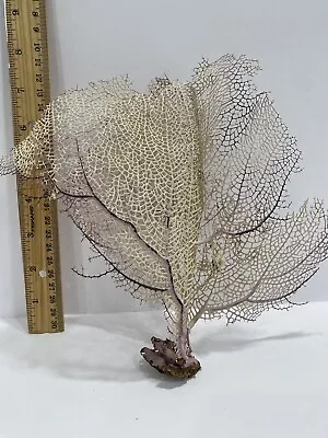 Rare Find  Beautiful  Muti Layered Natural Sea Fan - Coral - Sea Whip 7 X 7 • $38