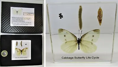 £10.95 • Buy Butterfly Life Cycle In Resin - Real Insects Nature Collection In Gift Display