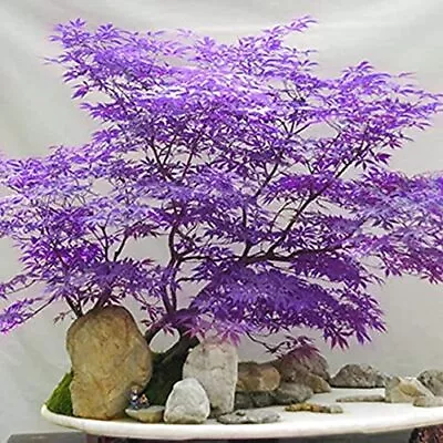 Ghost Purple MapleAcer PalmatumJapanese Maple Tree 30 Seeds Rare Color Tree • $17.53