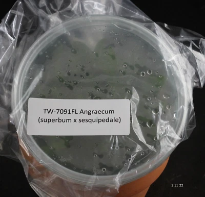 £76.91 • Buy FLASK Angraecum Veitchii (superbum X Sesquipedale)