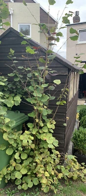 £150 • Buy Hazel Tree Plant