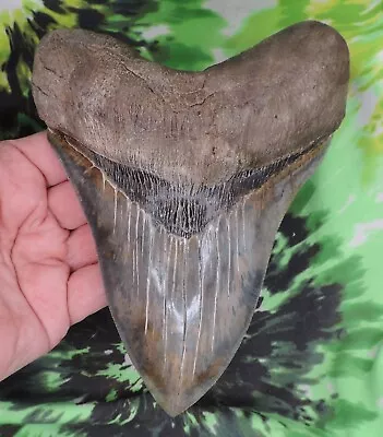 Megalodon Sharks Tooth 6 5/16  Inch HUGE BEAUTY Fossil Sharks Teeth • $82