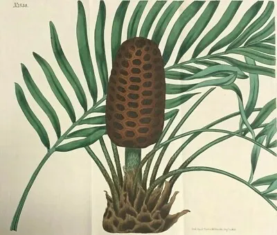 CYCAD- Zamia Media Rare Botanical ENGRAVING Circa 1800's Original Print • $300