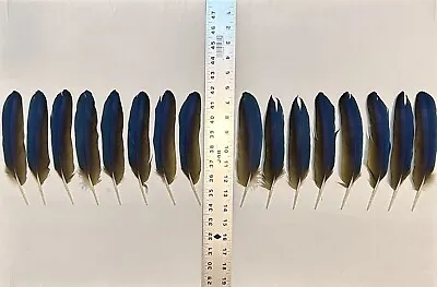 16 Blue & Gold Macaw Wing Feathers (Between 7.75  To 8.0  In Length) • $69