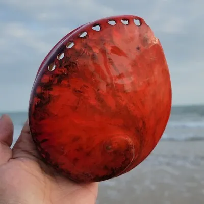 Abalone Shell Natural Polished Large Sea Conch Aquarium Ornaments DIY Art Craft • £27.83