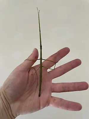 £29.99 • Buy Giant Stick Insect Nymphs X 10