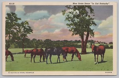 Animal~Blue Grass Scene Old Kentucky~Vintage Postcard • $1.35