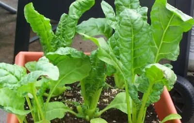 £0.99 • Buy Perpetual Spinach Organic Seeds, UK Grown, Leafy Veg Perfect For Salads, Cooking