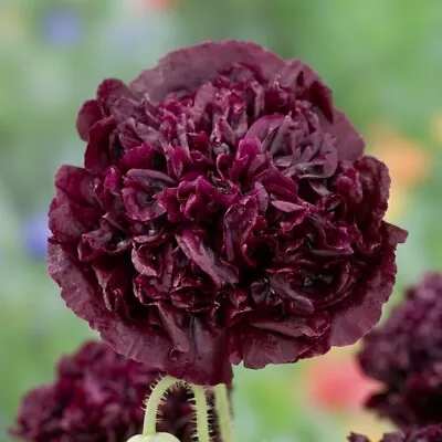 £1.99 • Buy   Poppy Peony 'Black' Organic 100 Seeds Approx