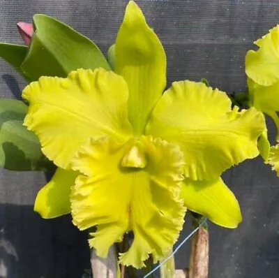 $32.50 • Buy Orchid Cattleya Village Chief Green' Tainan'