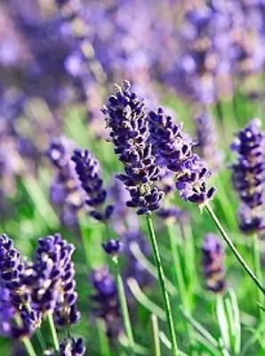 50 X Seeds Lavender Hidcote  Blue Perennial Borders And Lavendar Paths Rhsagm • £4.49