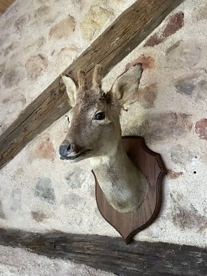 £60 • Buy TAXIDERMY ROE DEER HEAD OAK MOUNT BUCK STAG DEER Bespoke Curio Animal  Decor