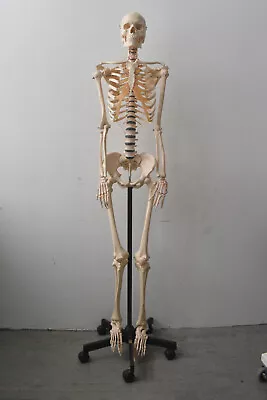 Somso Artificial Human Skeleton Female QS 10/8 • $1500