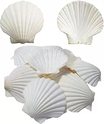 6 Pack 4-5 Inch Scallop Sea Shells For Food Baking DIY Crafts Wedding Decor • $15.27