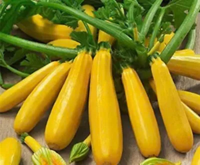 3 X Courgette ‘Gold Rush’ Plug Plant *Pre-Order For April Free Delivery* • £10.99