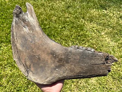 HUGE Fossil Horse Jaw With Teeth 15” Oklahoma Pleistocene Mammoth Age Mammal • $149.99