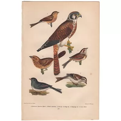 Wilson American Ornithology Antique Bird Print Litho 16 Sparrow Hawk Sparrow • $26