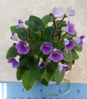 African Violet Plant -- LE- Muskary/ LE- 'Muscari' ~ Micro Mini ~ Actual Plant • $8