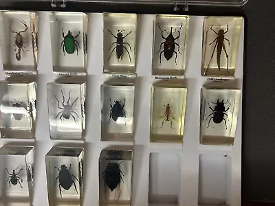 Various Real Bugs / Insects In Clear Acrylic Block Resin Paperweight Taxidermy • £60