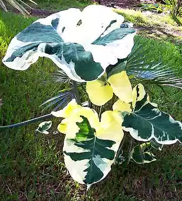 MICKEY MOUSE  Xanthosoma Albo Marginata Variegated Alocasia Elephant Ear~RARE • $50.99