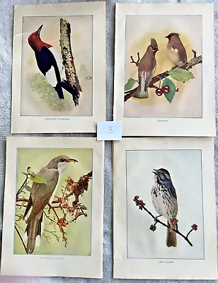 #3 -Vintage Lot 4 Bird Prints From 1904 Bird Neighbors Book Henry Casey Denslow • $8