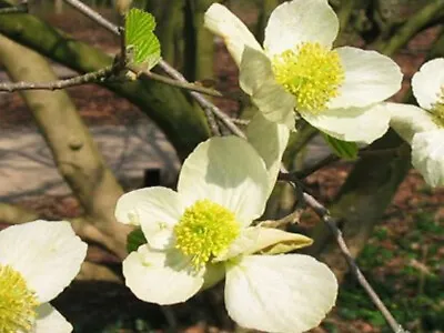 PARROTIOPSIS JACQUEMONTIANA Himalayan Ironwood Rare Shrub 10-12cm Tall • £8.90