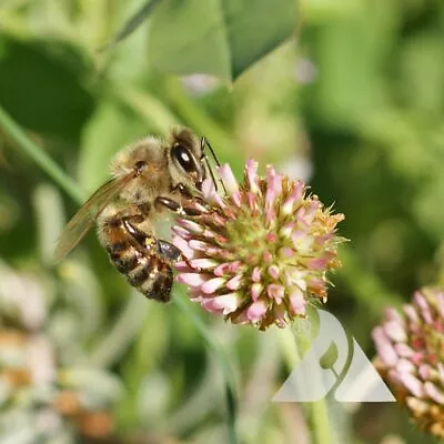 Clover STRAWBERRY Perennial Groundcover Pollinator Bees Love! Non-GMO 1000 SEEDS • $3.98