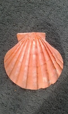$9.99 • Buy Large Orange Lions Paw Scallop Shell 5  Seashell Beach  Nautical Decor OLP2