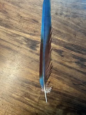 Green Wing Macaw Tail Feather  15” • $10