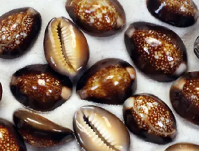 Assorted Natural Mixed Snakehead Cowrie Cowry Sea Shells Decoration 100 Grams • £7.49