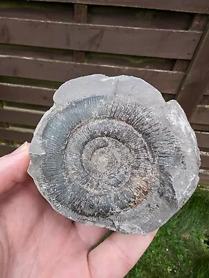 Dactylioceras Tenuicostatum Whitby Yorkshire Coast Jurassic Ammonite O2 • $12.42