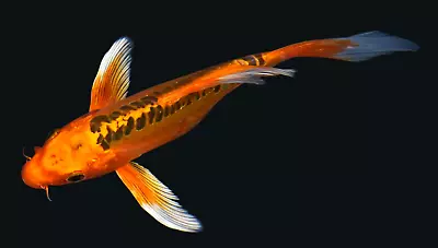 Live Koi Fish 7-8  Doitsu Orange Matsuba Butterfly Koibay • $59.90