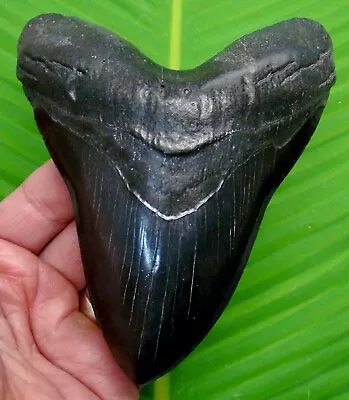 MEGALODON SHARK TOOTH - 5 & 1/2 In. NO RESTO! - W/ DISPLAY STAND - MEGLADONE • $535