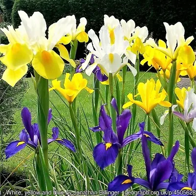£2.95 • Buy 20 MIXED SIBERIAN IRIS Sibirica Iris Bicolor Blue Red White Purple Flower Seeds