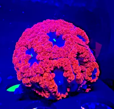 CB Plum Crazy Blasto Coral Blastomussa Frag Rare Live LPS • $49.99