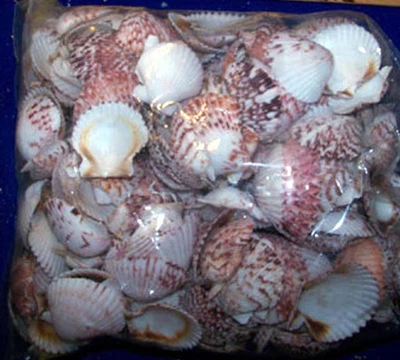 $9.95 • Buy 10+  Calico Scallop  Seashells Sea Shells  Crafts  Item # 1028-10