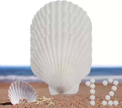 12 Pcs Sea Shells White Large Scallop Shells For Baking Cooking Big Natural Cla • $18.86