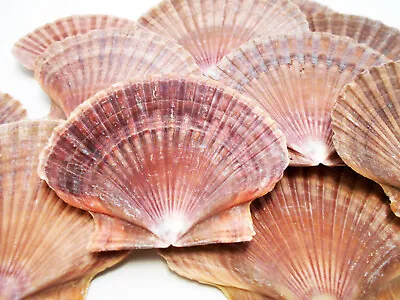 50 Mexican Flat Scallop Shells Seashells Large 3  Crafts Coastal Beach Cottage • $43.99