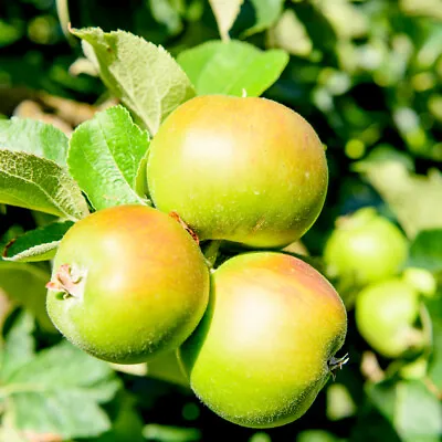 Bramley's Seedling Apple Tree 4-5ft Ready To Fruit The Most Popular Cooker • £24.99