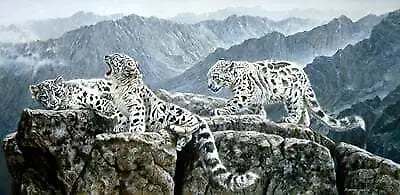 Matthew Hillier - High Jinks - Snow Leopards - S/N Lithograph - Signed - MINT • $66.50