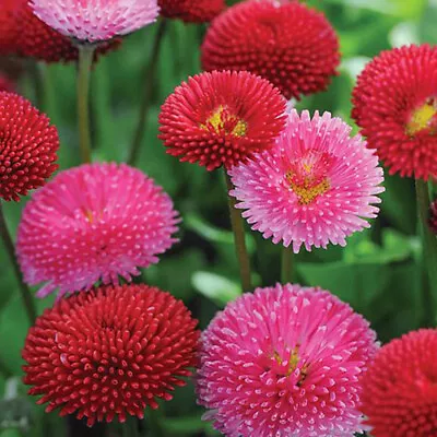 100 Mixed Pompom Daisy Seeds Bellis Perennis Perennial Double Button Flower UK • £3.29